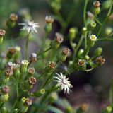 Conyza canadensis. Соцветия-корзинки и облетевшие соплодия. Ленинградская область, Всеволожский район, окрестности посёлка Мурино, железнодорожная станция Девяткино. 10.10.2009.