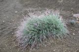 Astragalus podolobus