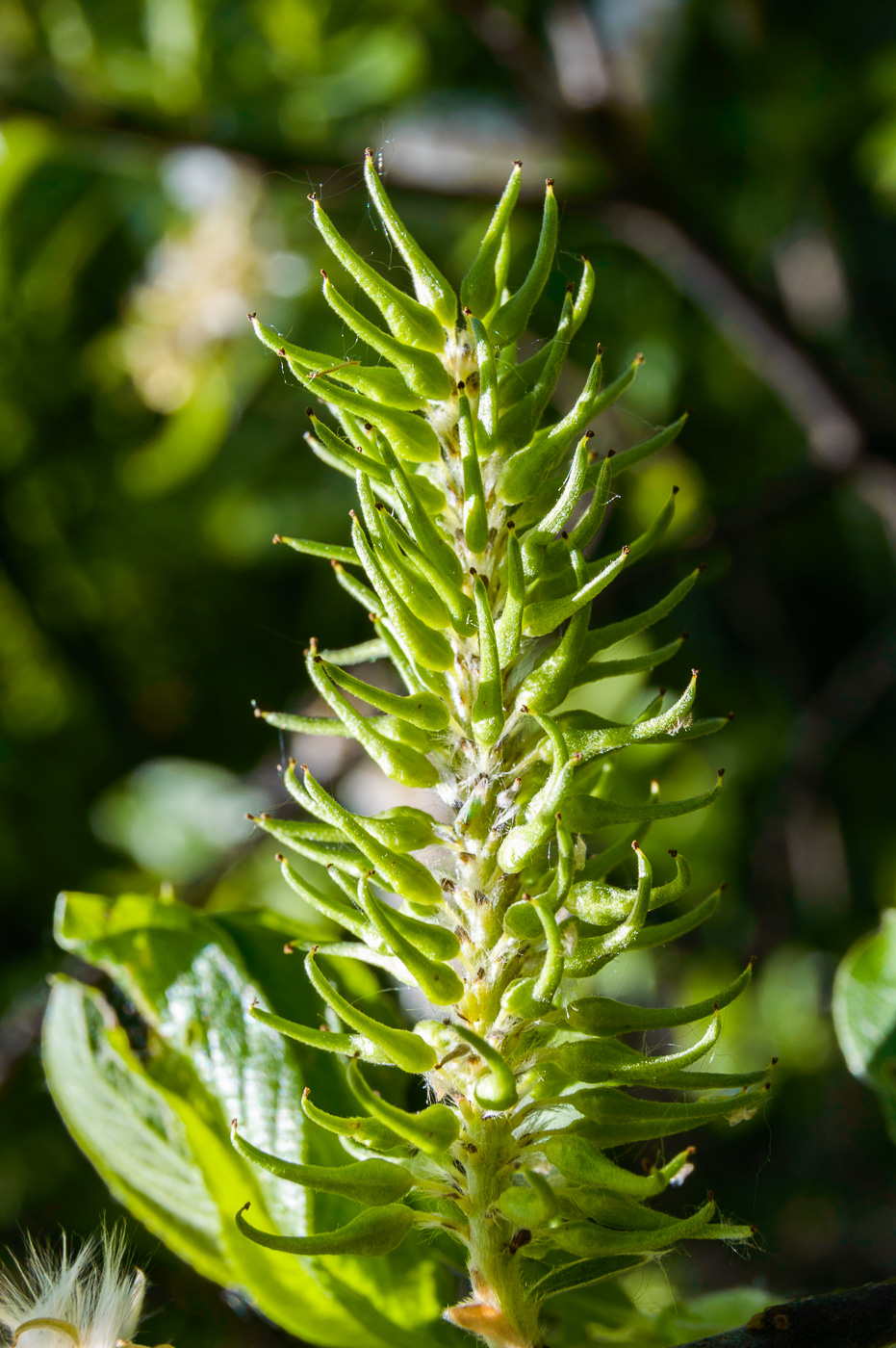 Image of Salix cinerea specimen.