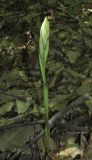 Limodorum abortivum variety viride. Зацветающее растение. Крым, окр. Алушты, гора Урага, дубовый лес. 4 июня 2017 г.