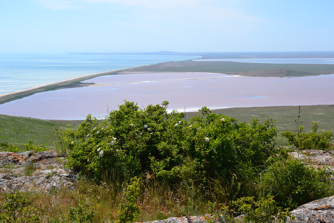 Image of genus Rosa specimen.