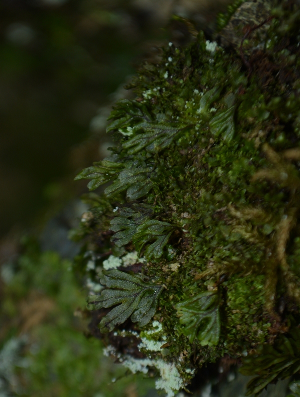Image of Mecodium wrightii specimen.
