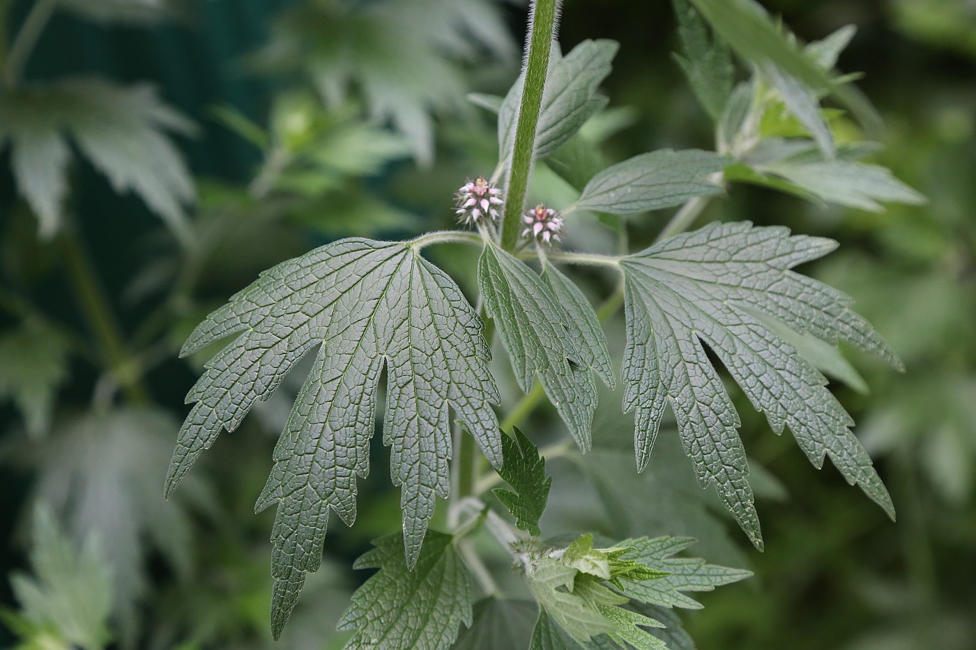 Изображение особи Leonurus quinquelobatus.