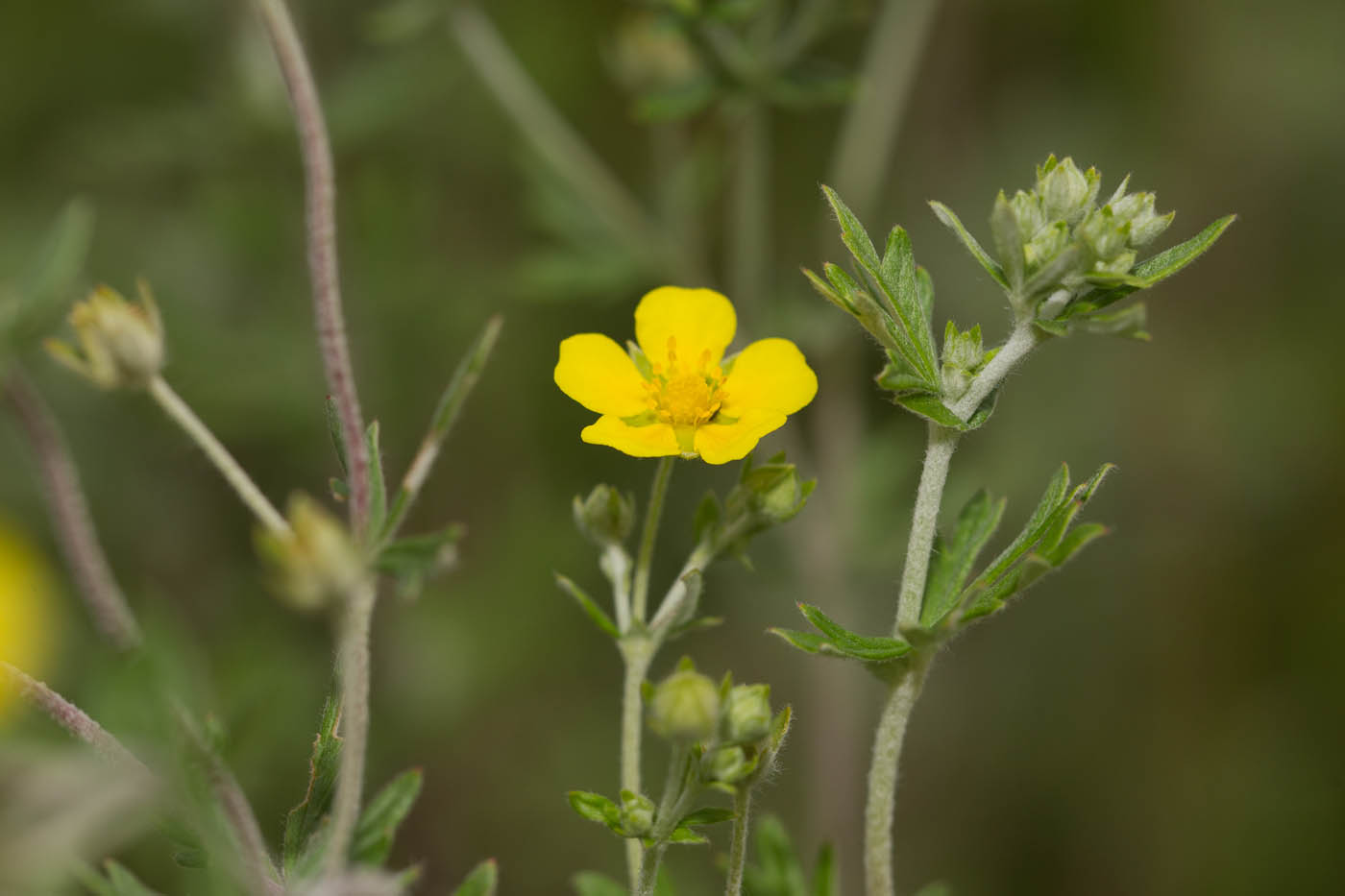 Изображение особи Potentilla argentea.