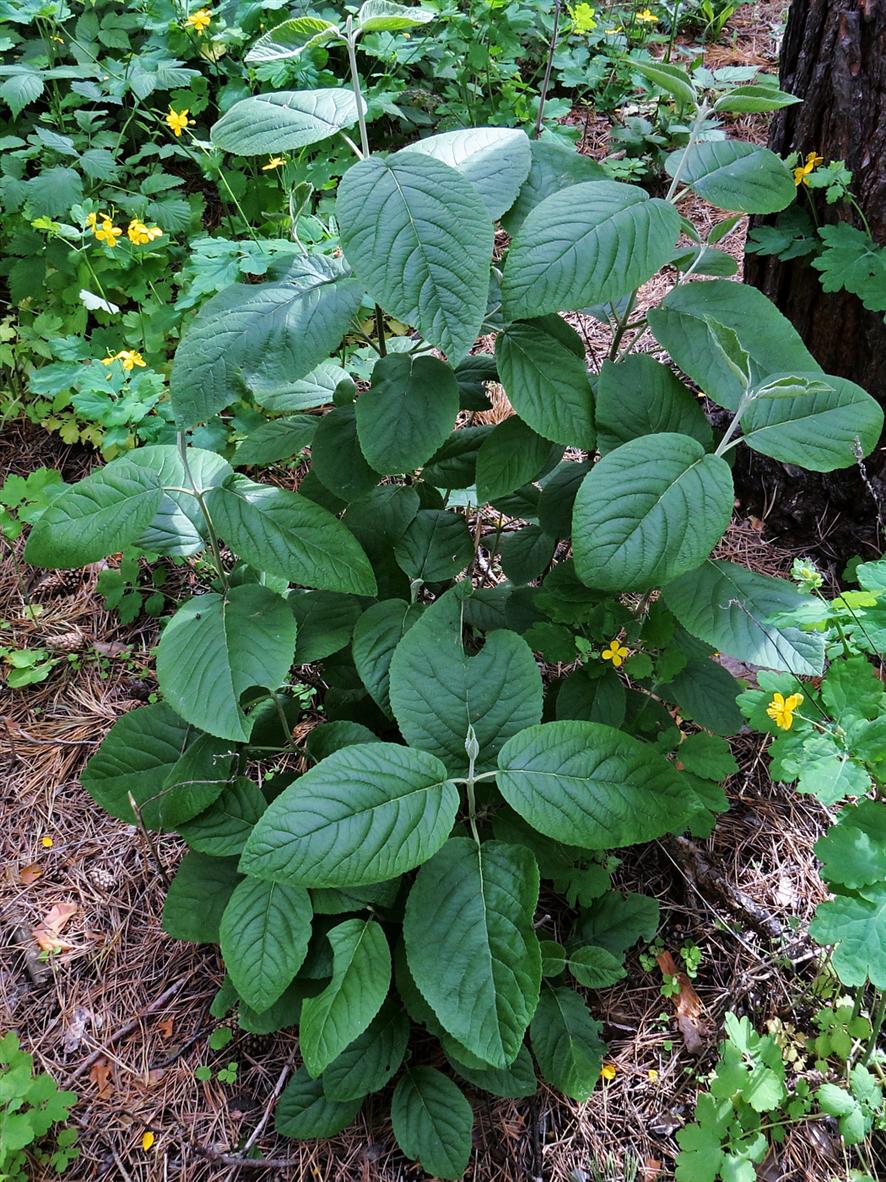 Изображение особи Viburnum lantana.