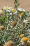 Anthemis ruthenica. Верхушки побегов с соцветиями. Краснодарский край, Темрюкский р-н, окр. пос. Приазовский, песчаная дорога. 07.07.2017.