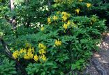 Rhododendron luteum. Цветущее растение. Адыгея, Фишт-Оштеновский массив, перевал Армянский, ≈ 1800 м н.у.м., опушка букового леса. 04.07.2017.