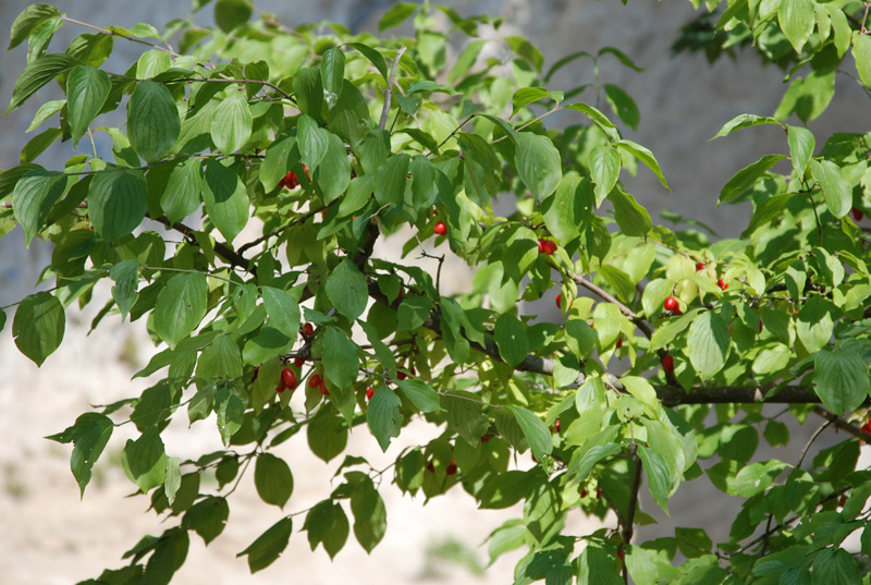 Image of Cornus mas specimen.