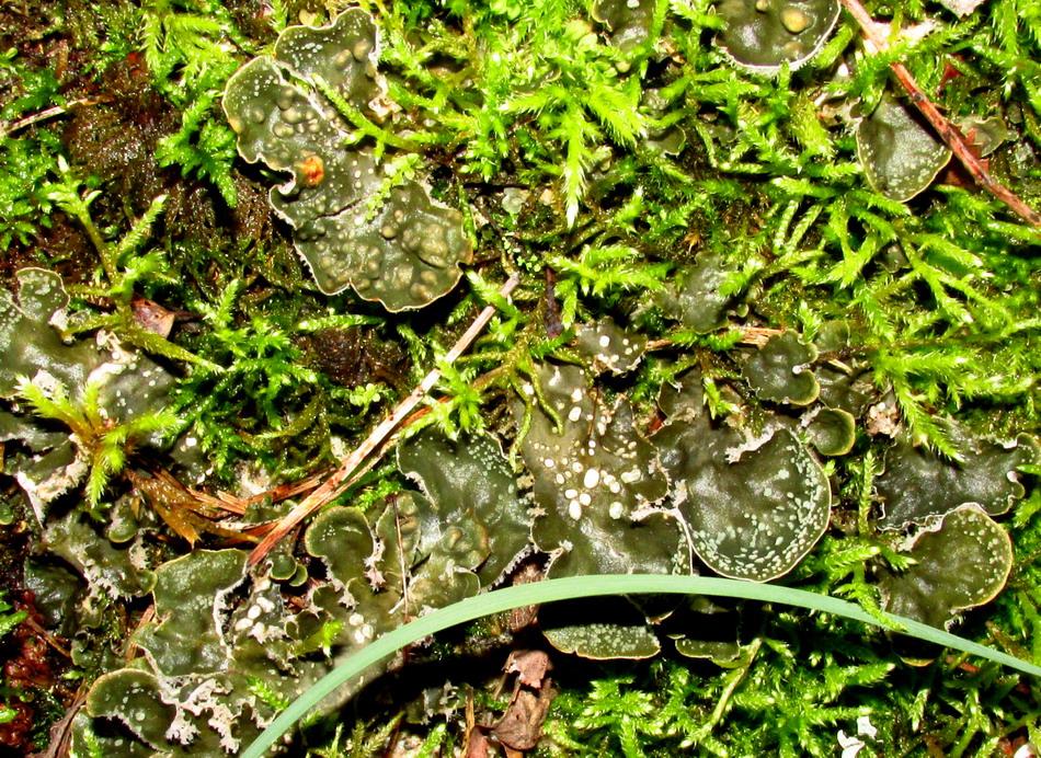 Image of Peltigera didactyla specimen.