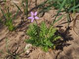 Erodium cicutarium