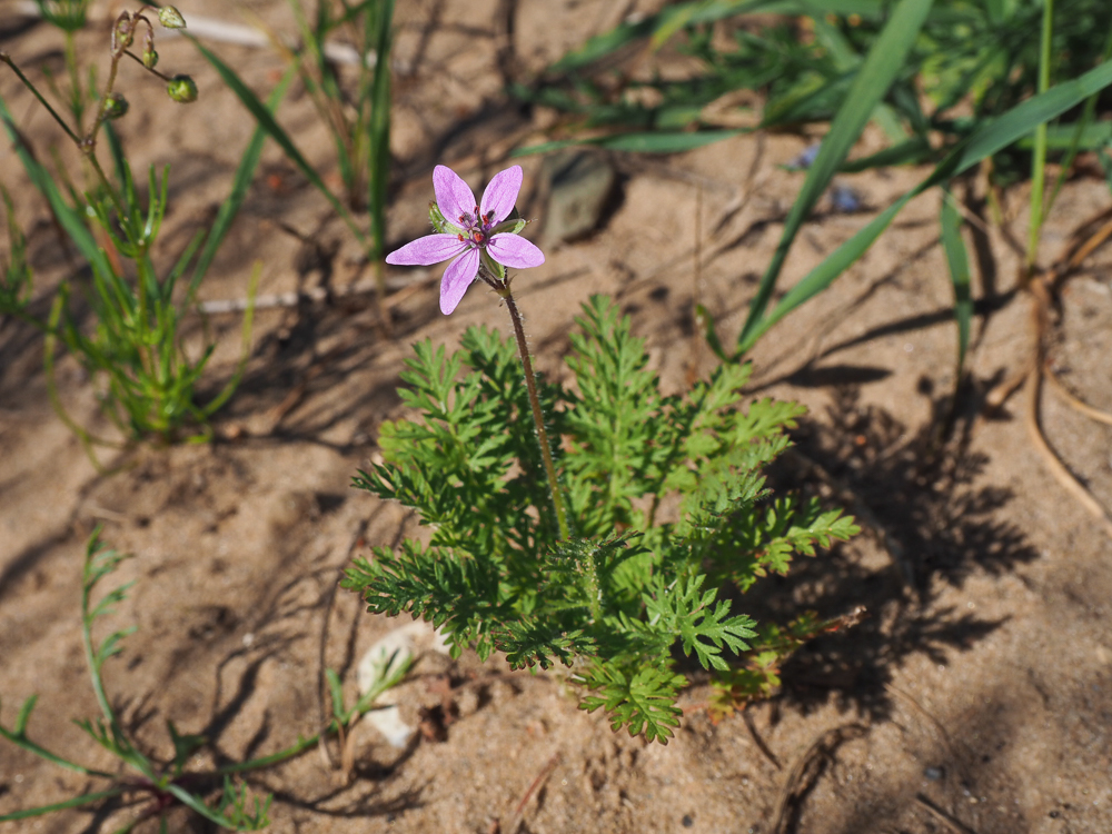 Изображение особи Erodium cicutarium.