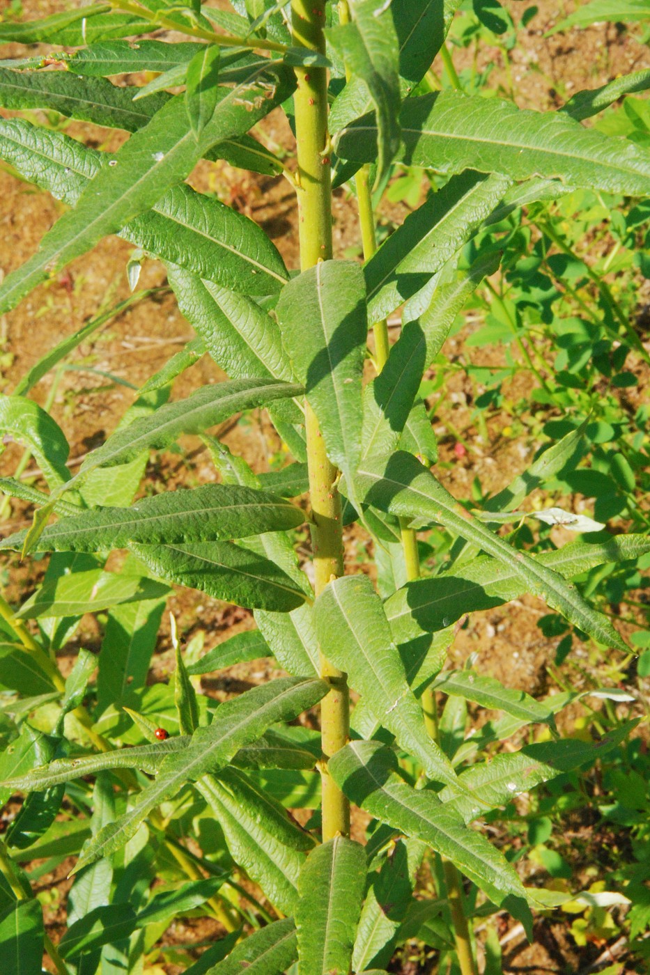 Image of Salix viminalis specimen.