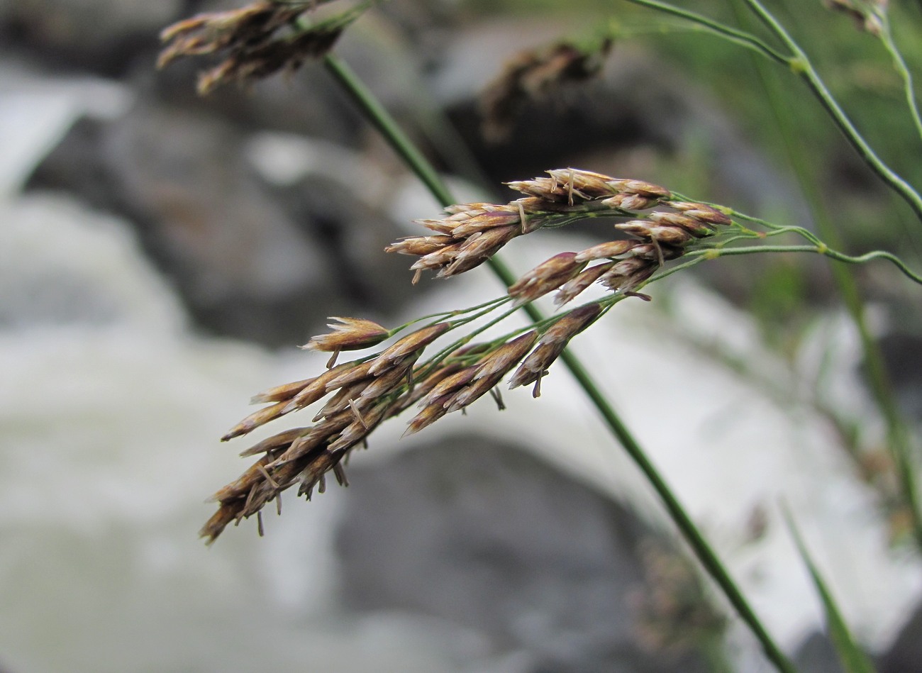 Изображение особи род Deschampsia.