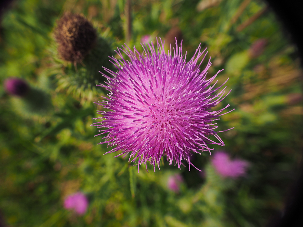 Изображение особи Cirsium vulgare.