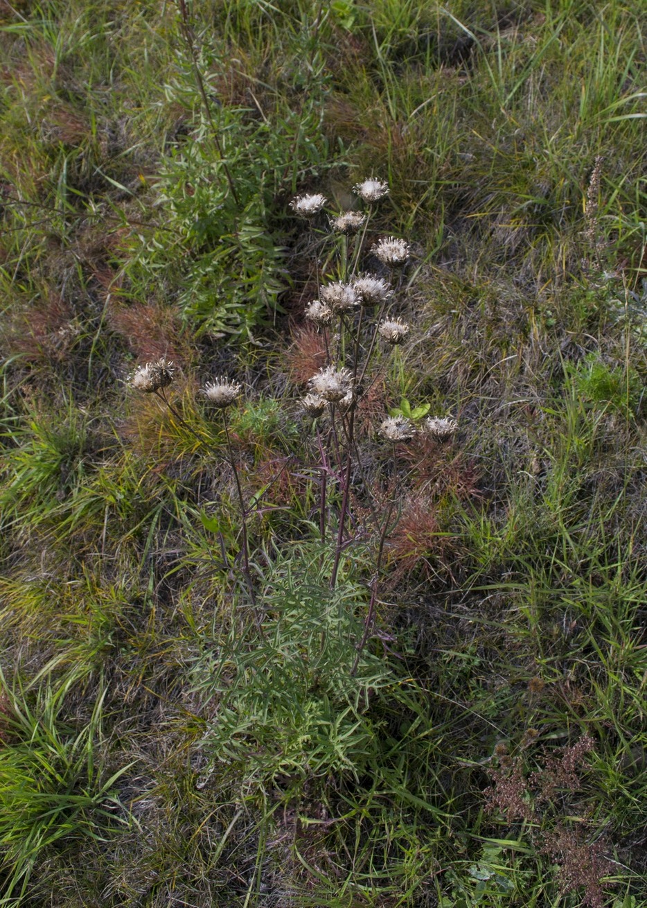 Image of Centaurea scabiosa specimen.