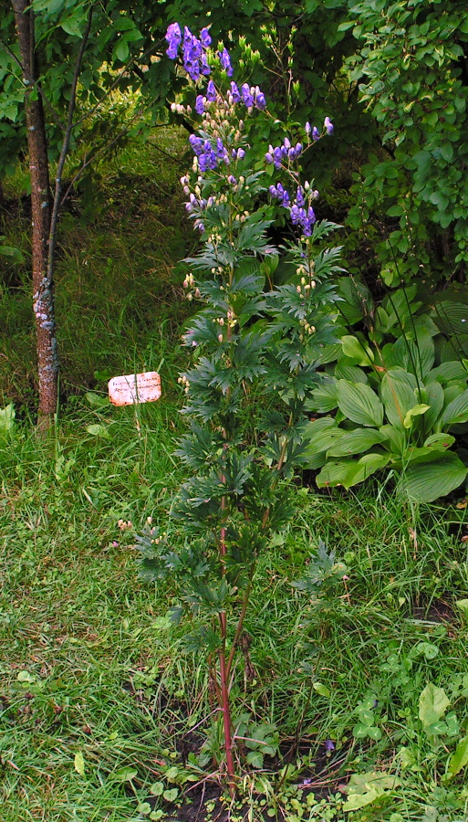 Изображение особи Aconitum taigicola.