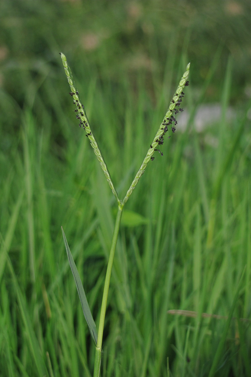 Image of Paspalum paspalodes specimen.