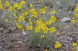 Youngia tenuifolia ssp. altaica