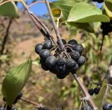 Rhamnus cathartica. Часть ветви с соплодием. Узбекистан, Ташкентская обл., зап. отр. Чаткальского хр., левый склон р. Галвасай, окр. кишлака Учтерак. 25.09.2017.