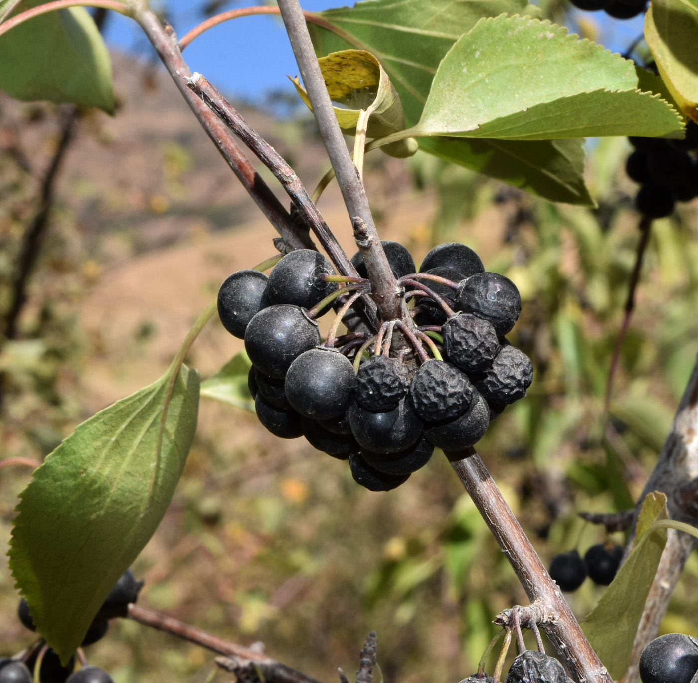 Image of Rhamnus cathartica specimen.