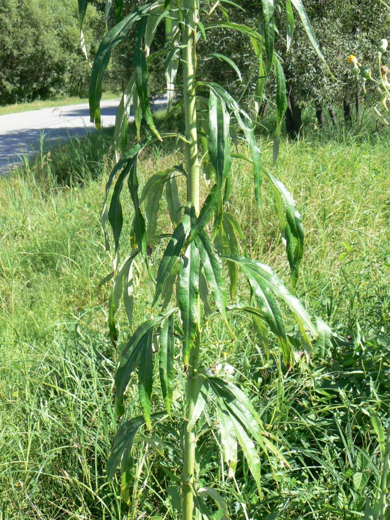 Image of Artemisia umbrosa specimen.