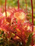 Drosera rotundifolia. Листья (обратная сторона). Магаданская обл., Ольский р-н, окр. оз. Глухое, заболоченный участок. 31.07.2017.