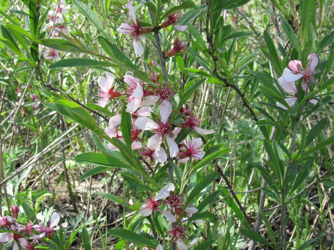 Image of Amygdalus nana specimen.
