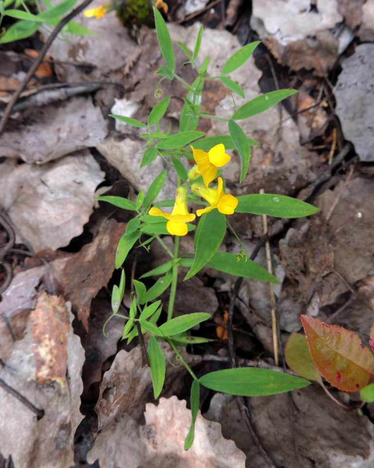 Изображение особи Lathyrus pratensis.