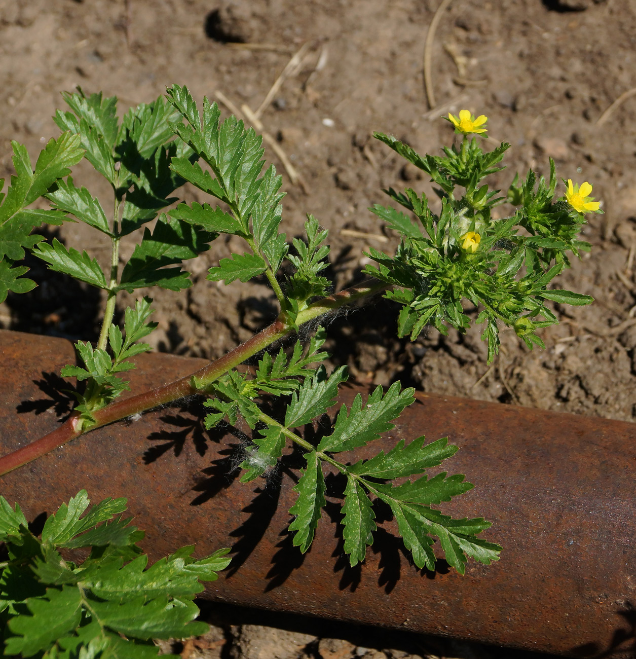 Image of Potentilla supina specimen.