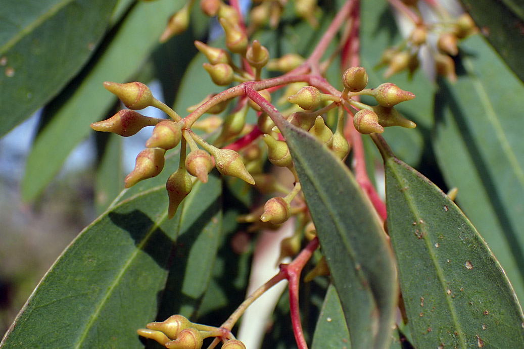 Image of Eucalyptus camaldulensis specimen.