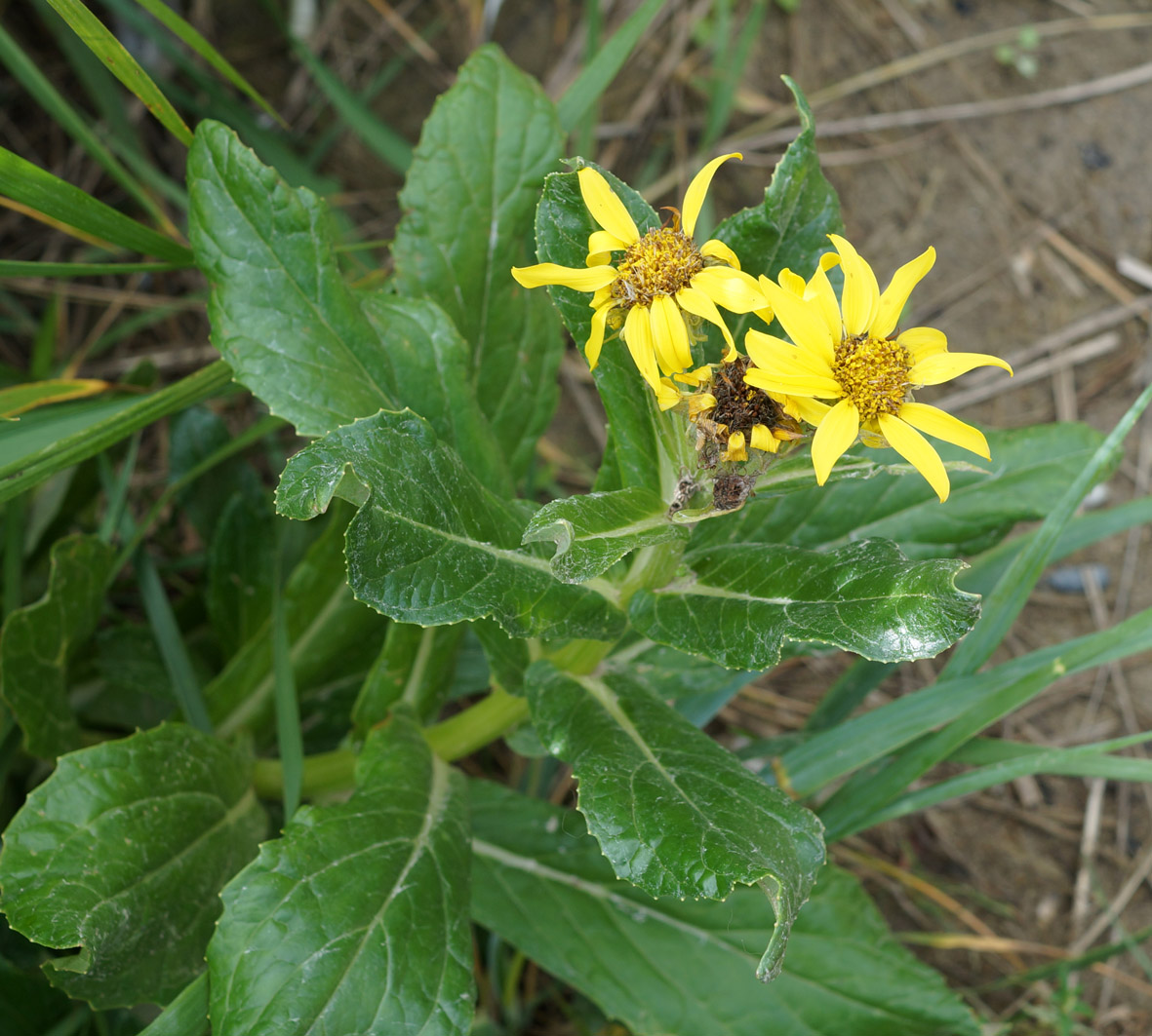 Image of Senecio pseudoarnica specimen.