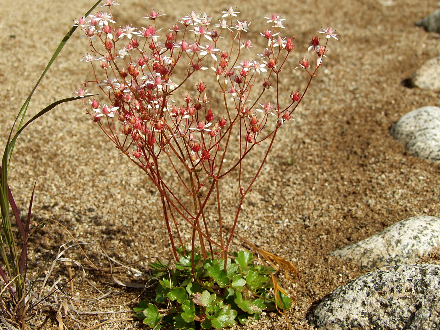 Image of Micranthes nudicaulis specimen.