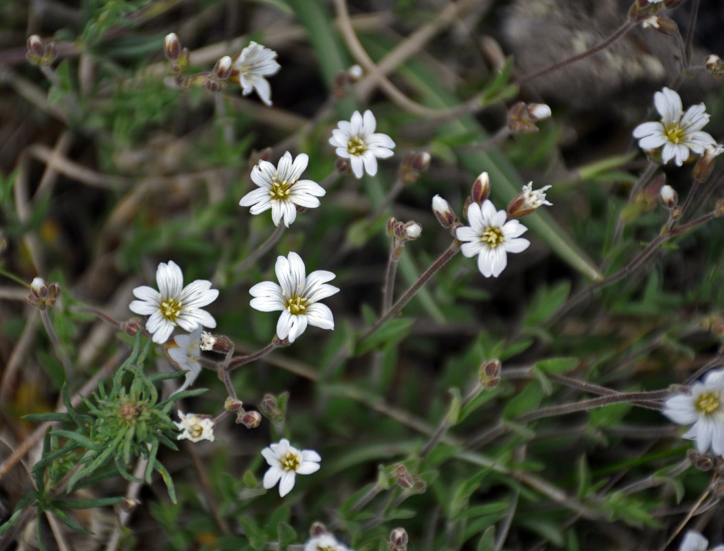 Изображение особи Dichodon cerastoides.