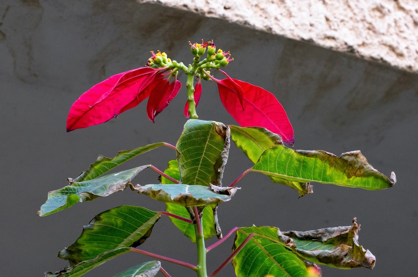 Image of Euphorbia pulcherrima specimen.