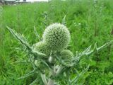 Echinops sphaerocephalus