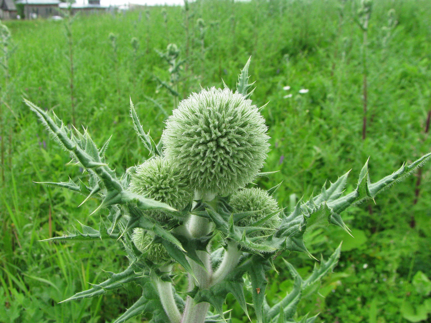 Изображение особи Echinops sphaerocephalus.