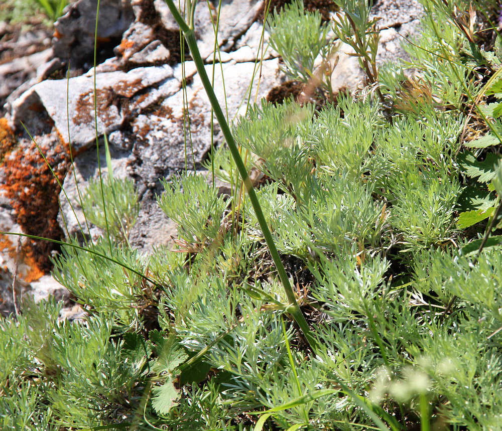 Image of Artemisia sericea specimen.