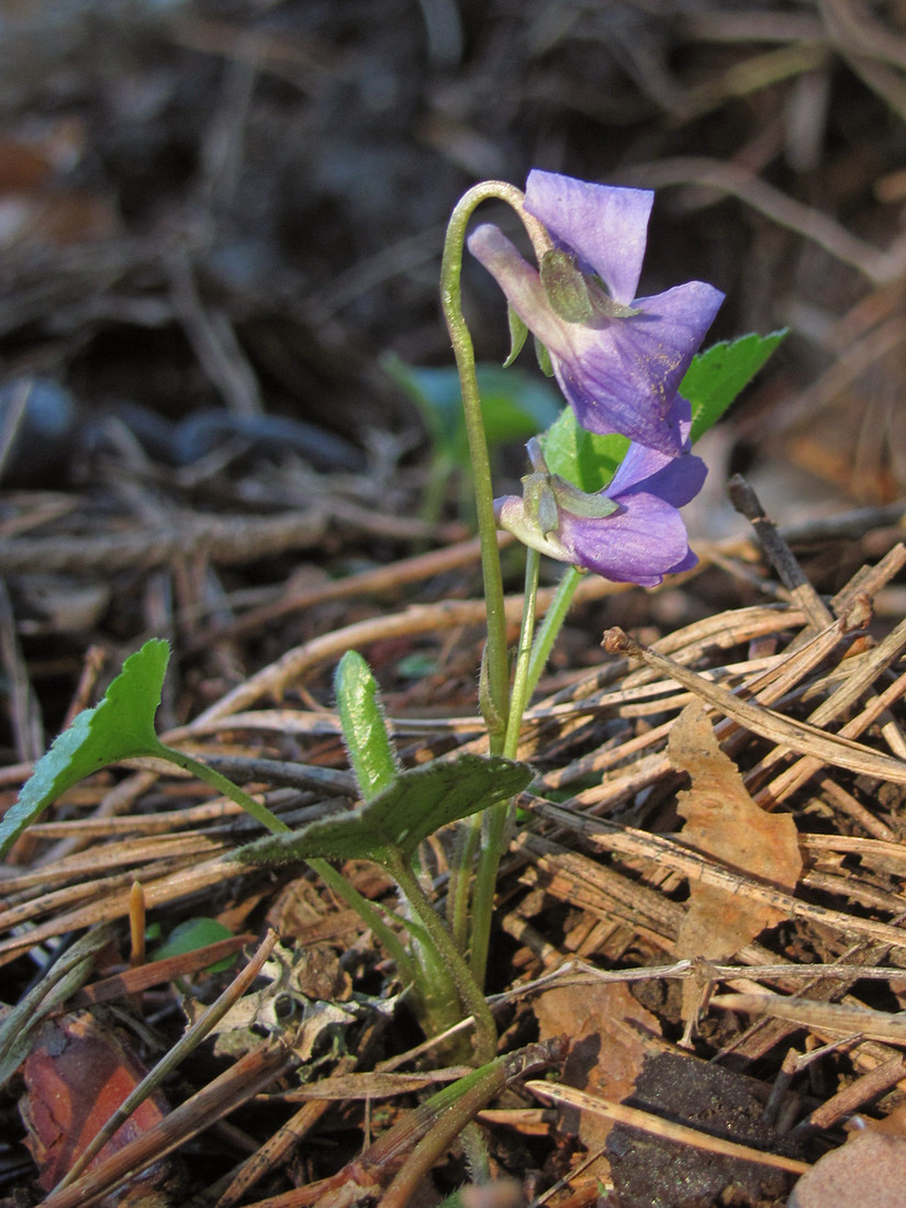 Image of Viola hirta specimen.