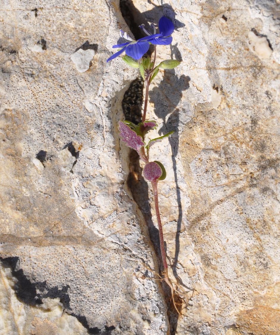 Изображение особи Veronica glauca.