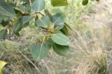 Populus talassica