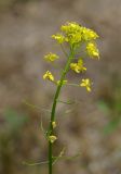 Sisymbrium loeselii