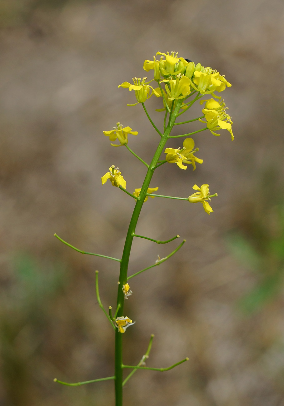 Image of Sisymbrium loeselii specimen.