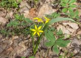 Gagea lutea