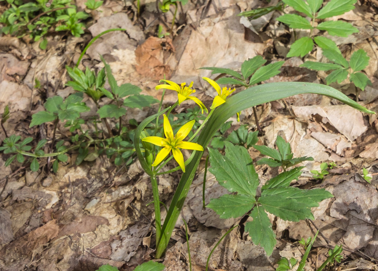 Image of Gagea lutea specimen.