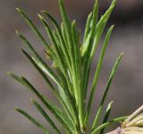 Asclepias linaria