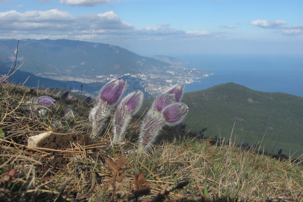 Image of Pulsatilla taurica specimen.