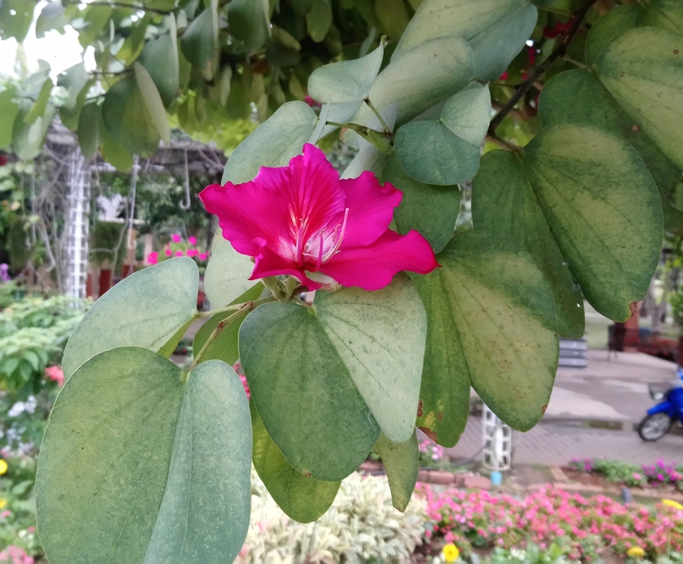 Image of Bauhinia purpurea specimen.