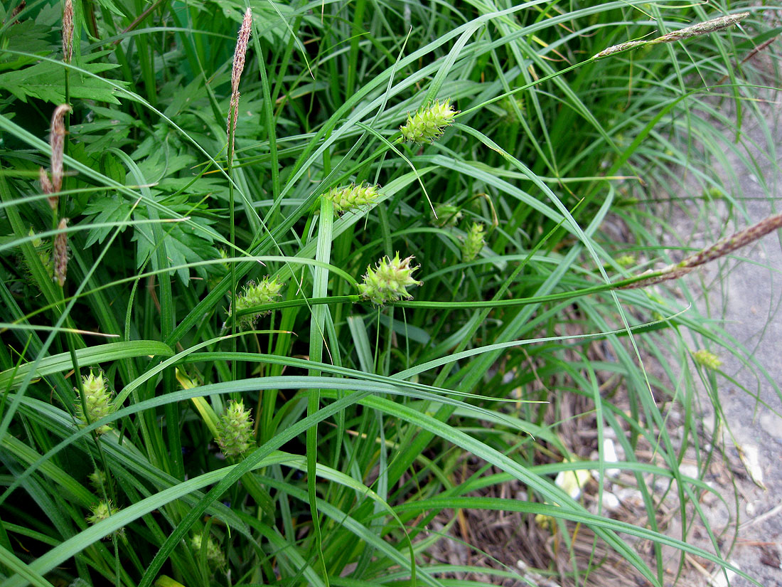 Image of Carex hirta specimen.