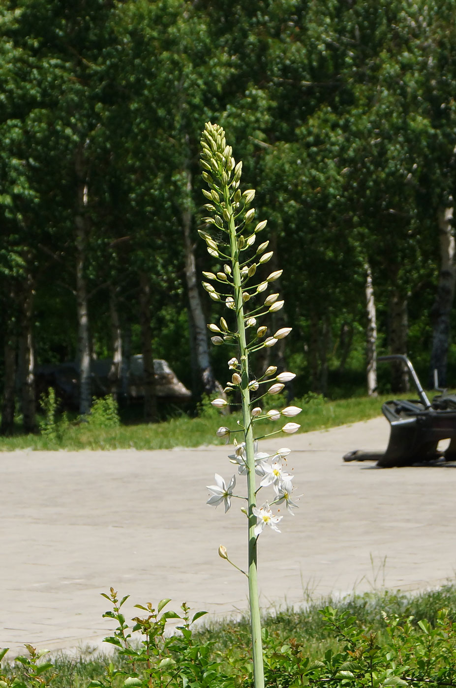 Изображение особи Eremurus robustus.