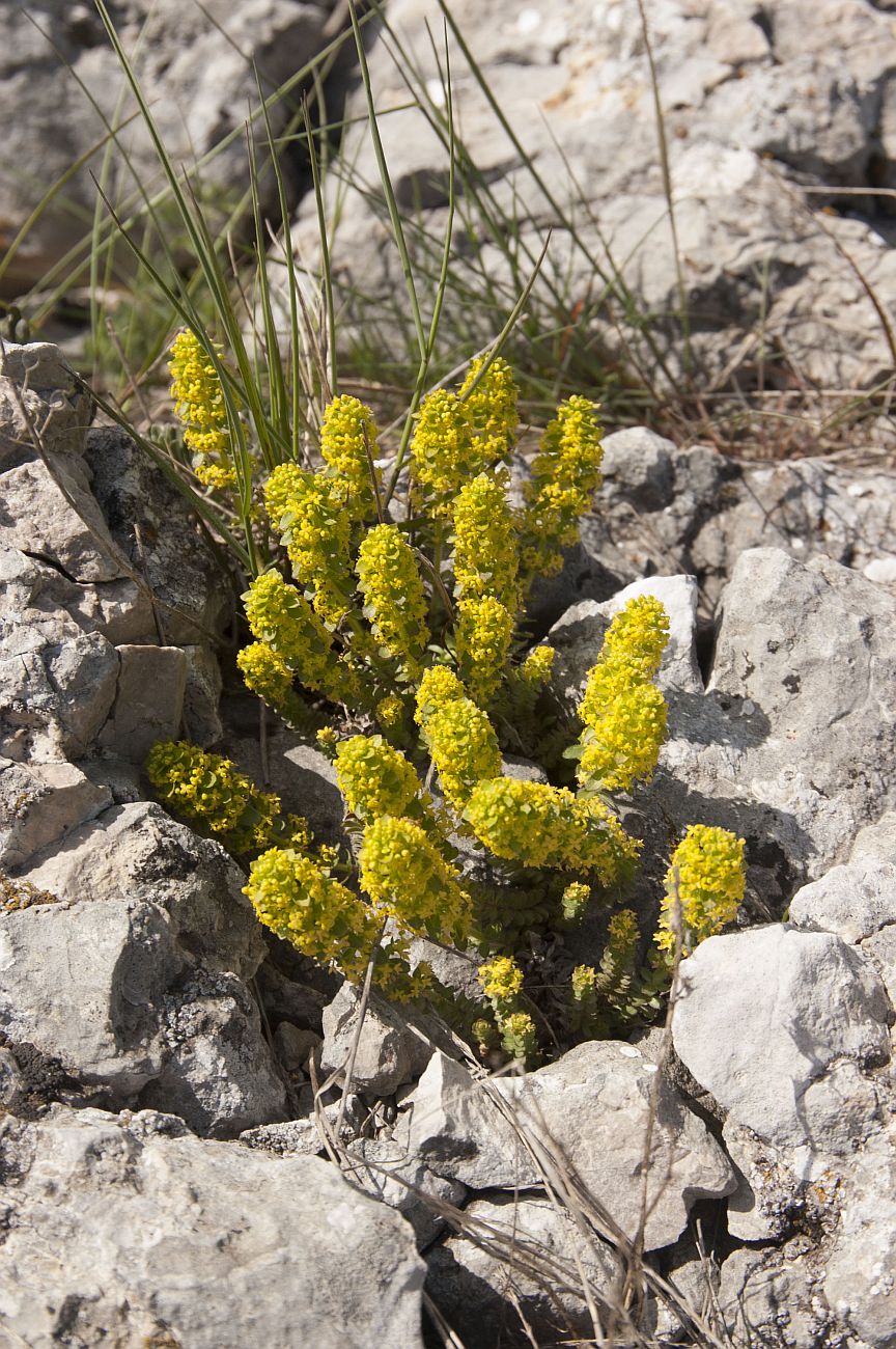 Image of Cruciata taurica specimen.